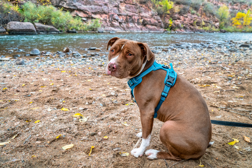 No-Pull Pet Harness