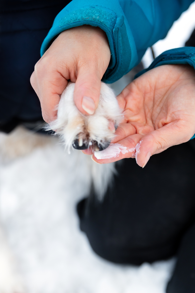 Paw-and-Nose Lotion