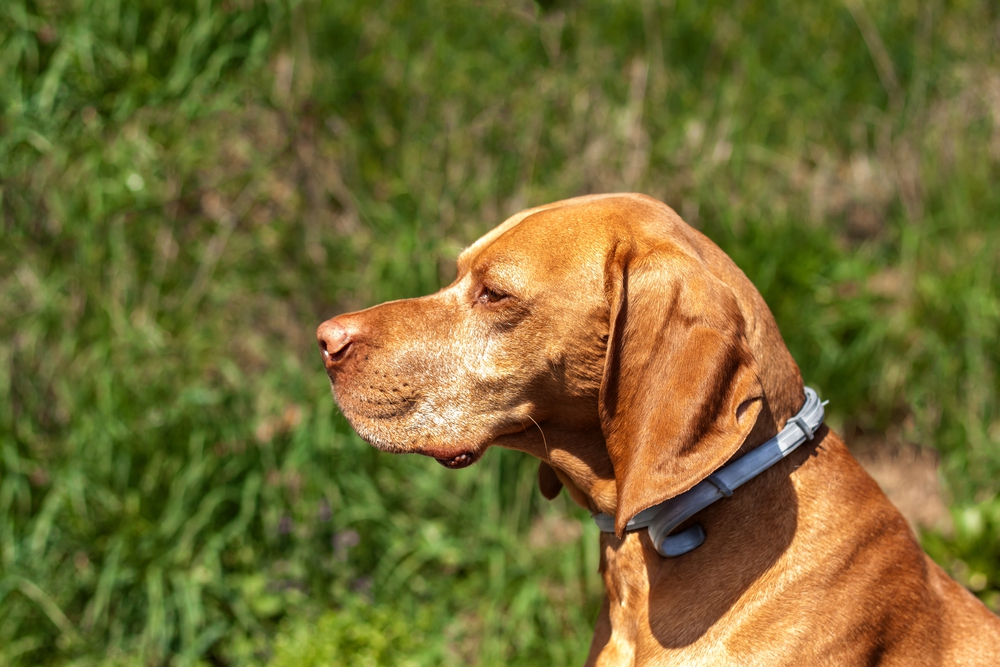 Pet Health and Activity Monitors