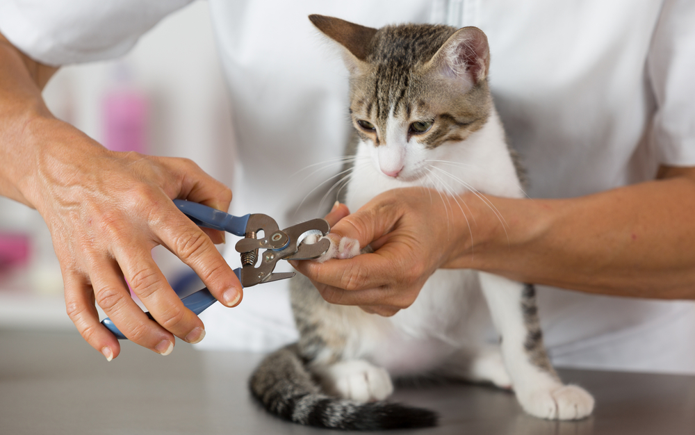 Pet Nail Trimmer