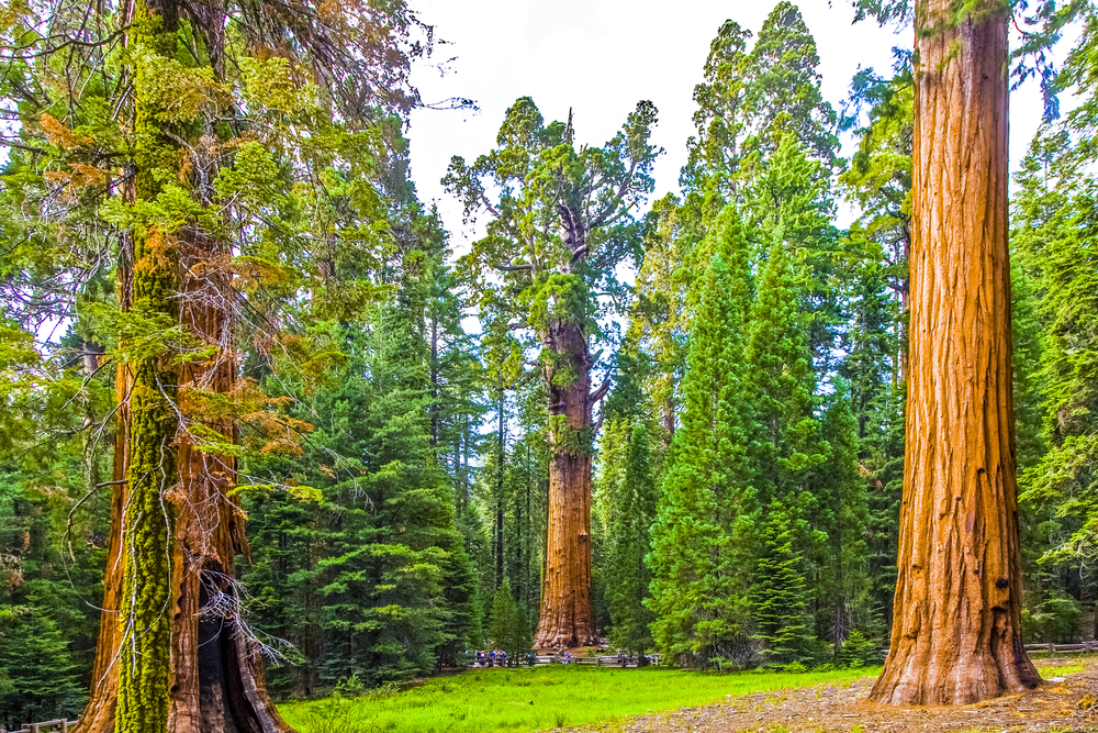 Sequoia National Park