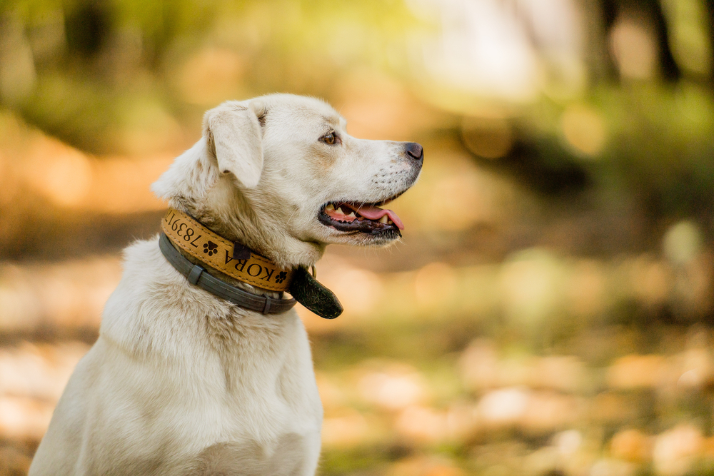 Smart Collars with Health Monitoring