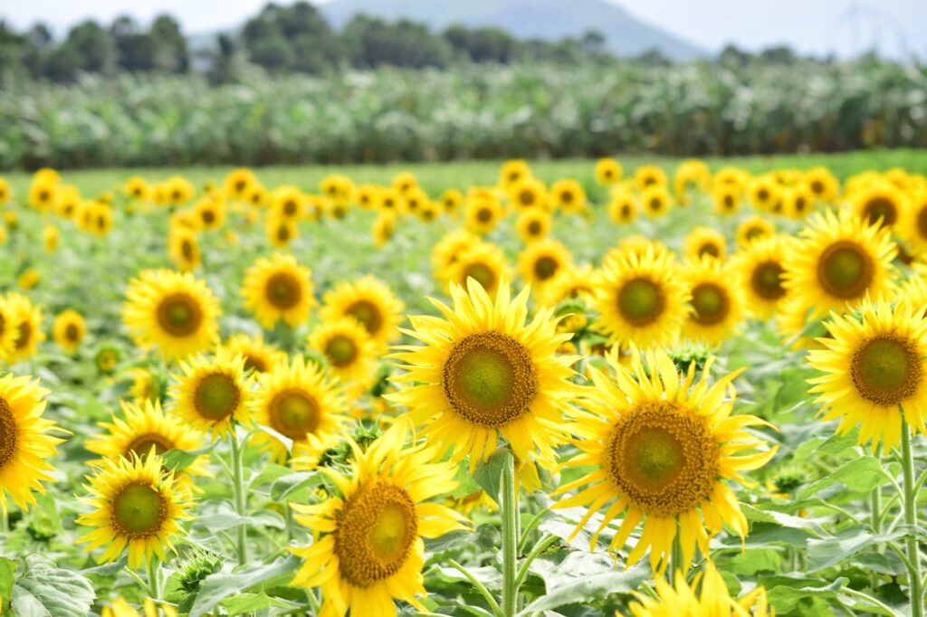 Sunflowers by Vincent van Gogh