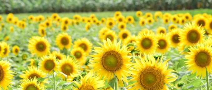 Sunflowers by Vincent van Gogh