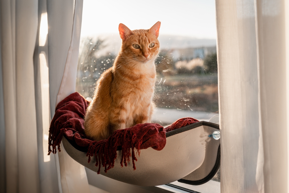 Window Hammock