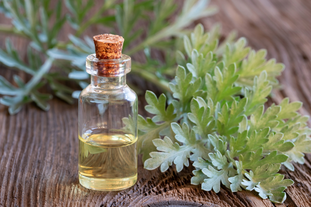 Absinthe Herb (Artemisia absinthium)