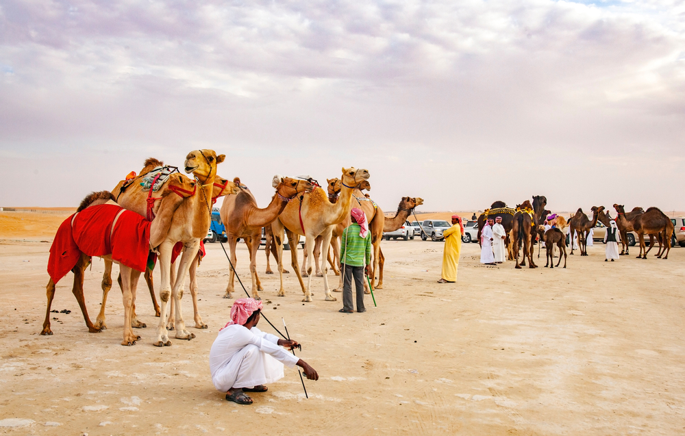 Al Dhafra Camel Festival, UAE