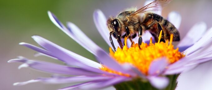 Bees Can See Ultraviolet Light