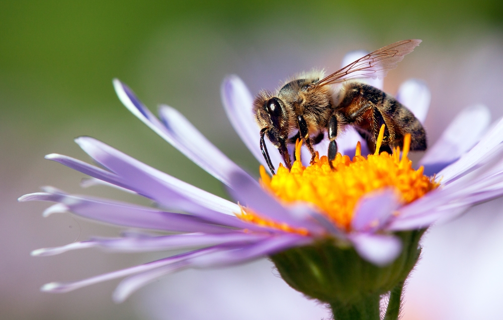 Bees Can See Ultraviolet Light