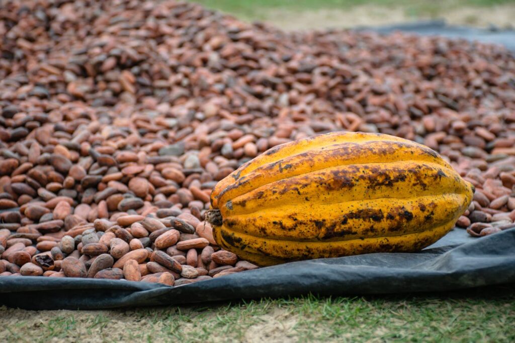 Cacao 