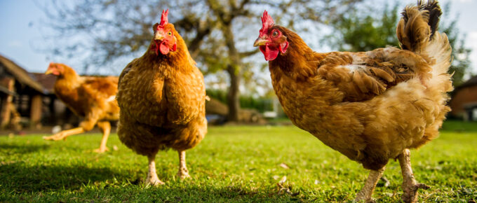 Chickens Can Communicate with Over 24 Different Vocalizations