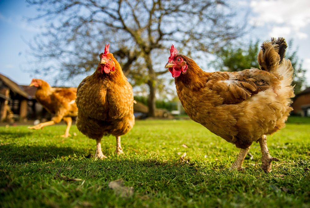 Chickens Can Communicate with Over 24 Different Vocalizations