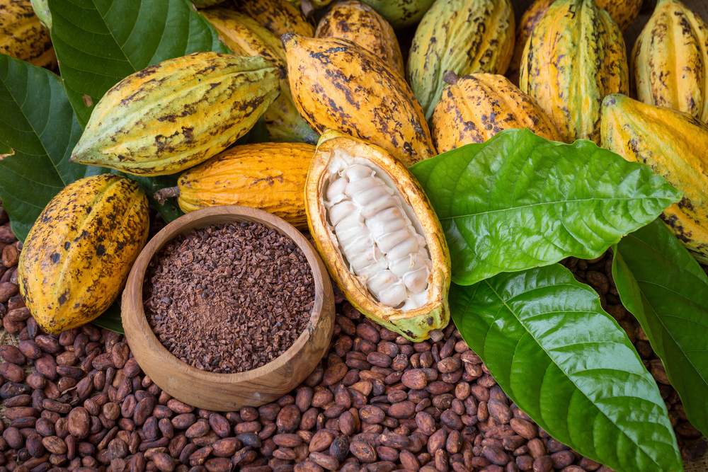 Cocoa Farming Challenges