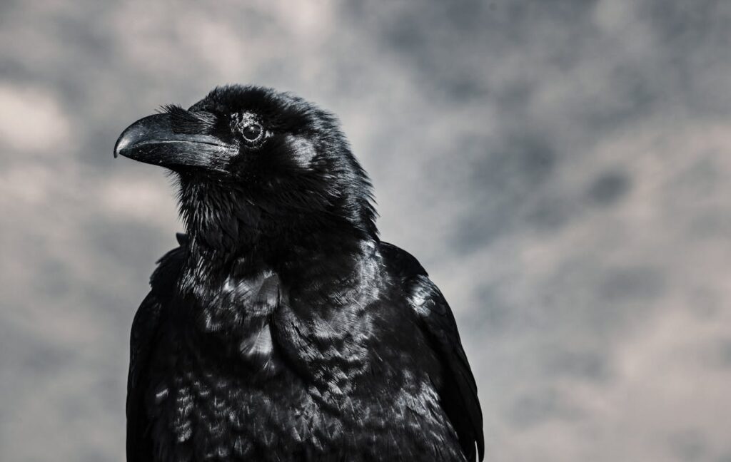 Crows can solve complex puzzles