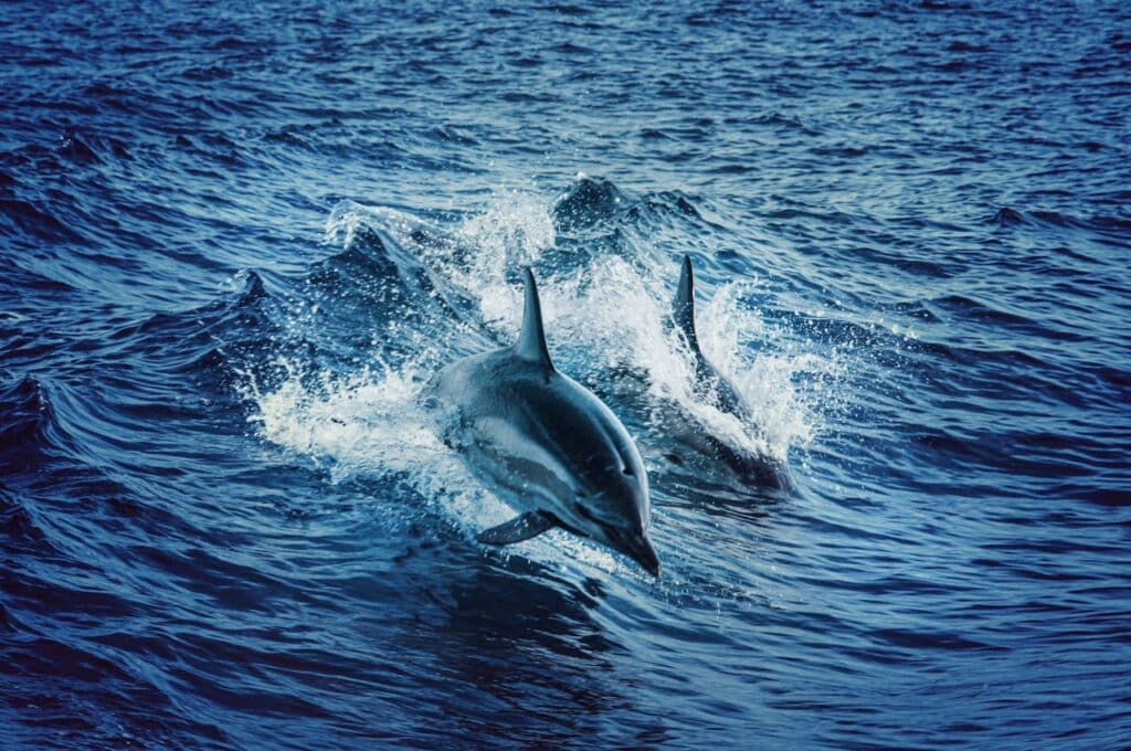 Dolphin's Echolocation