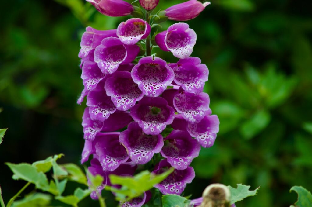 Foxglove