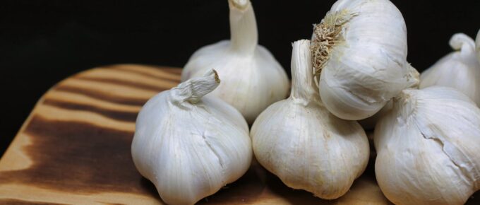 Garlic