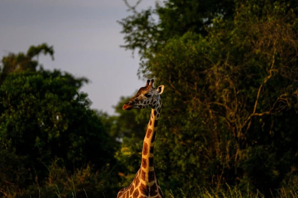 Giraffe's Neck Adaptations