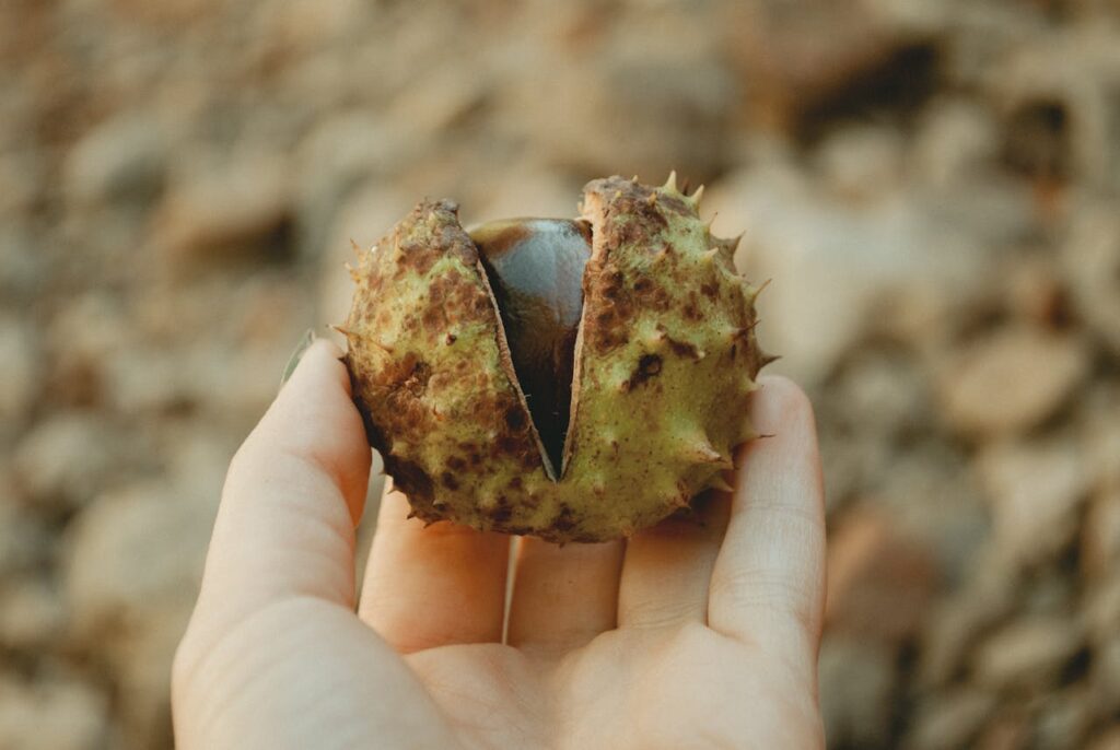 Horse Chestnut