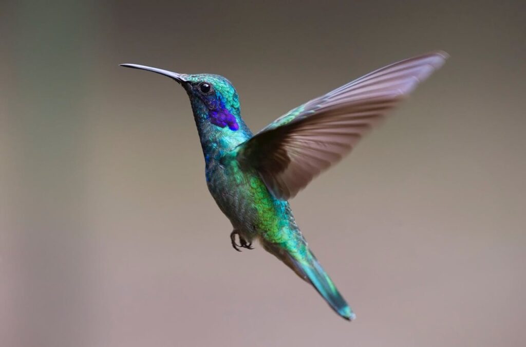 Hummingbirds can fly backward 