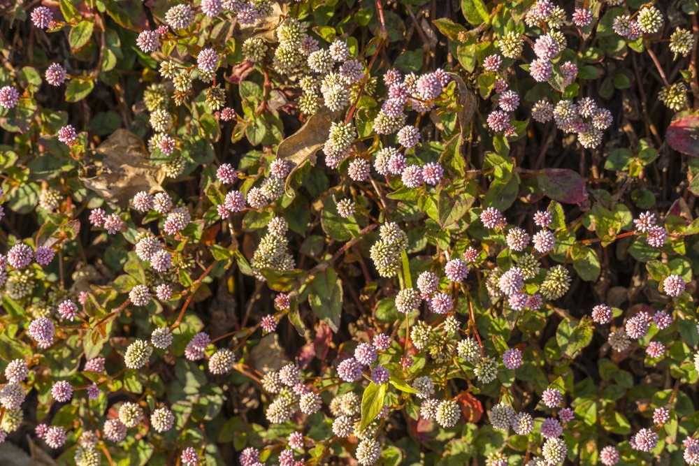 Japanese Knotweed