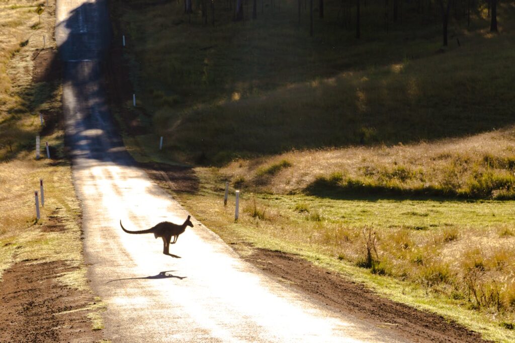 Kangaroos can't hop backward