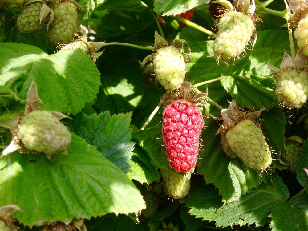 Loganberries