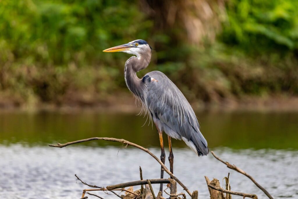 Loss of Wetlands