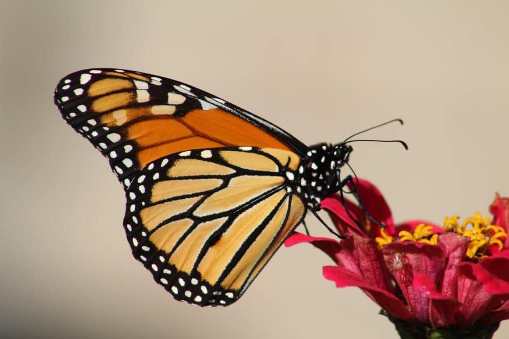 Monarch Butterfly's Migration