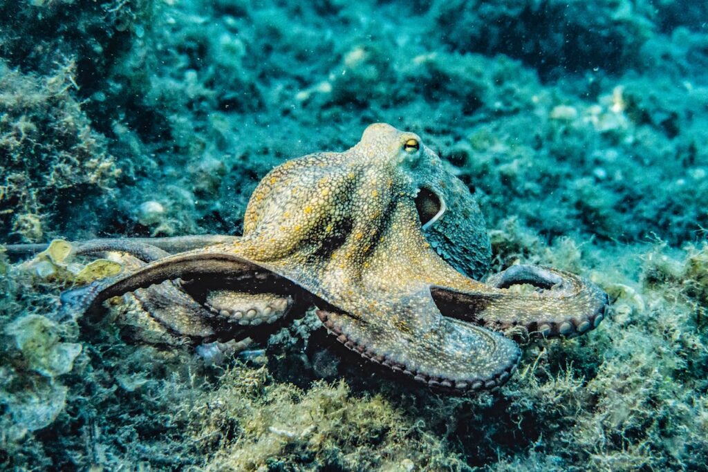 Octopuses can camouflage instantly
