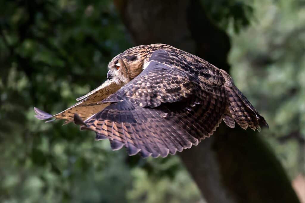 Owl's Silent Flight