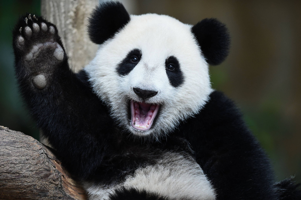 Pandas Have a "Thumb"