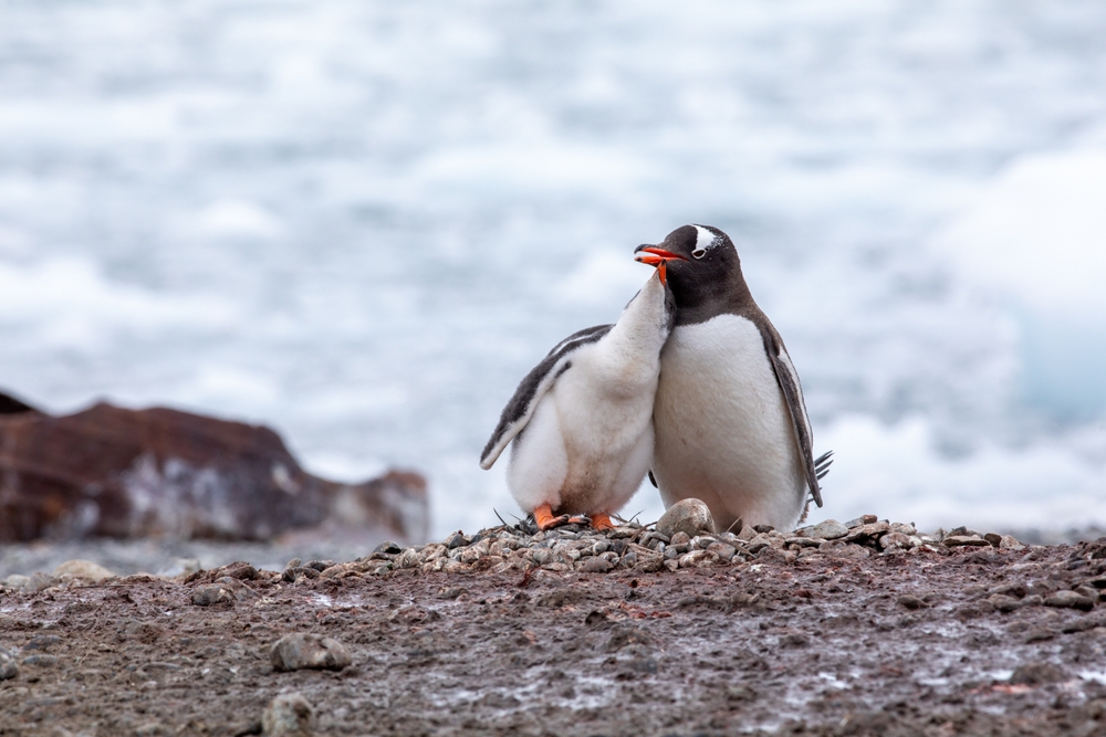 Penguins Propose with Pebbles