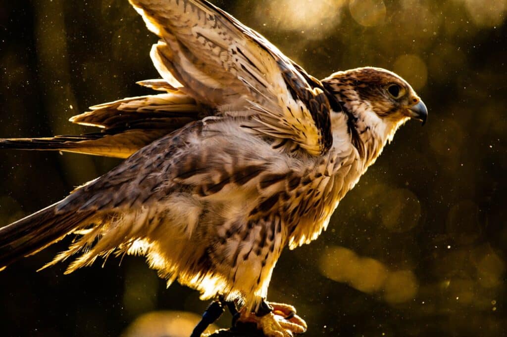 Peregrine Falcon's Dive