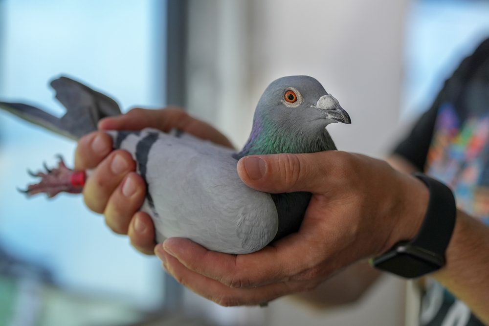 Pigeons Can Recognize Human Faces
