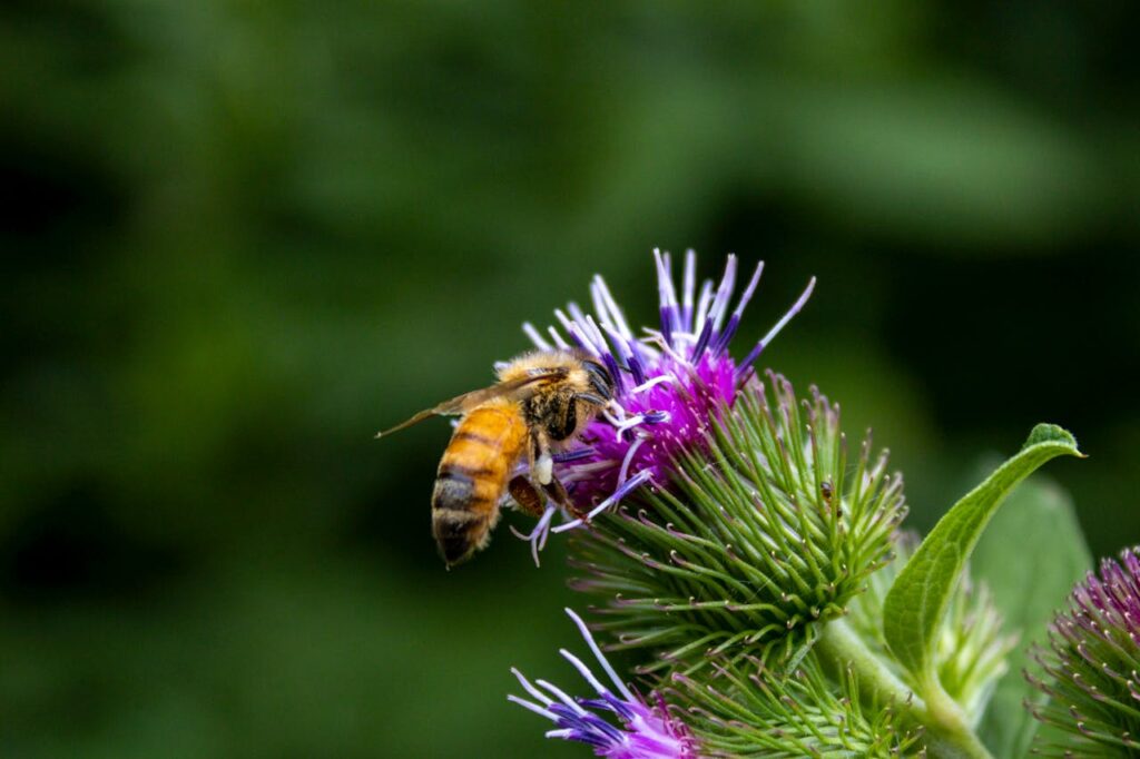 Pollinator Decline