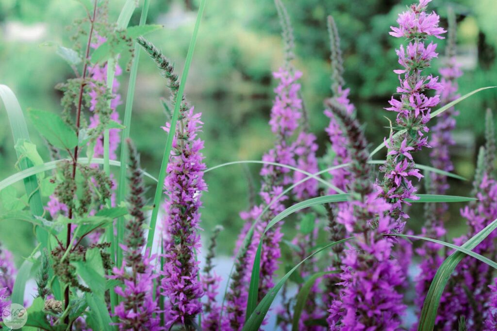 Purple Loosestrife