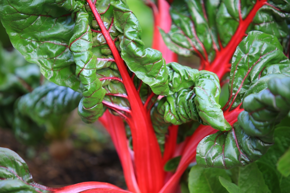 Rhubarb Leaves