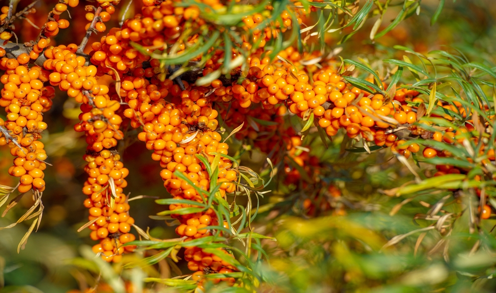 Sea Buckthorn