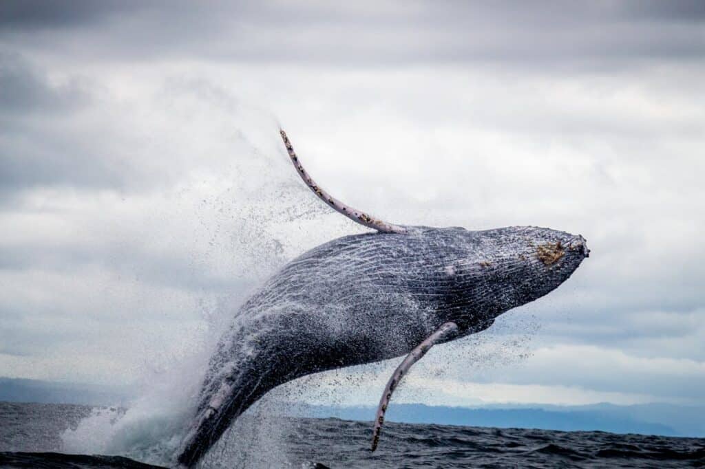 Sperm Whale's Diving Depth