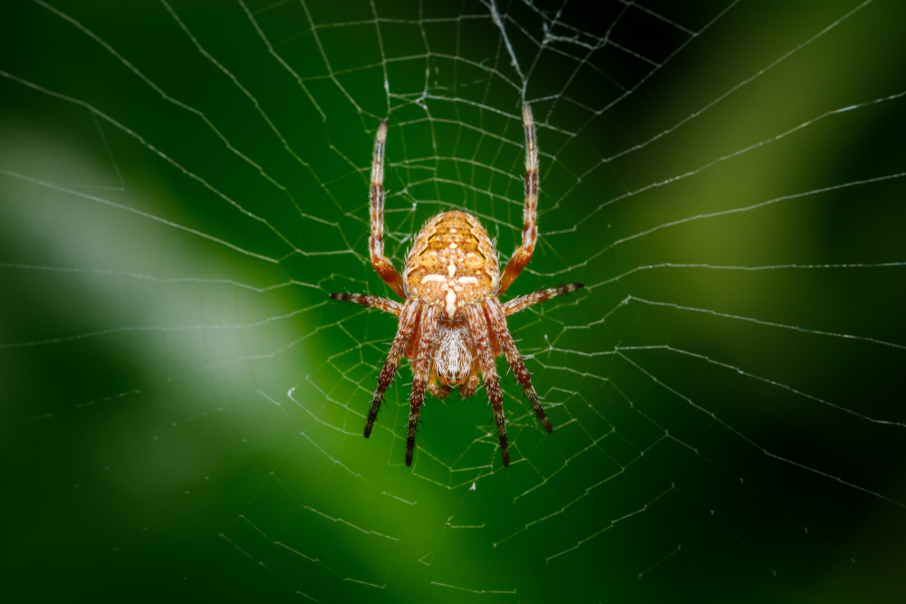 Spiders Can Fly Using Silk