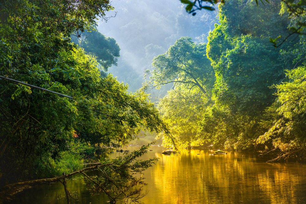 The Amazon Rainforest produces 20% of the world’s oxygen