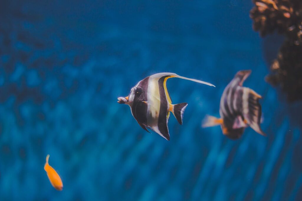 The archerfish shoots down prey 