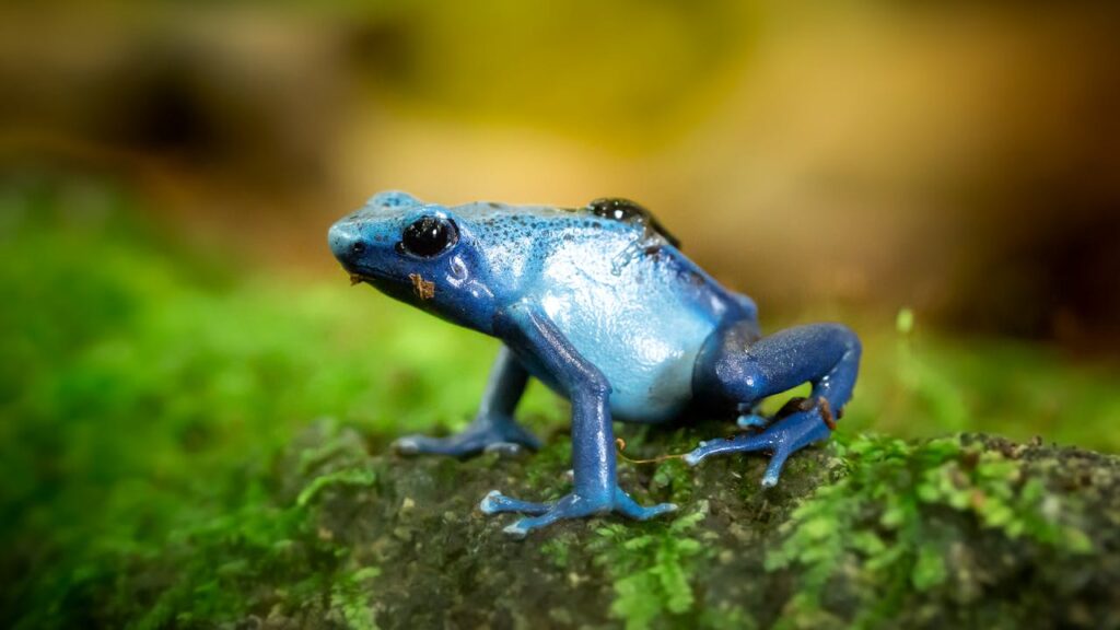 The glass frog has transparent skin 