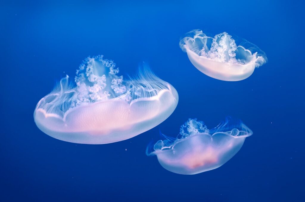 The immortal jellyfish can revert back to its juvenile form 