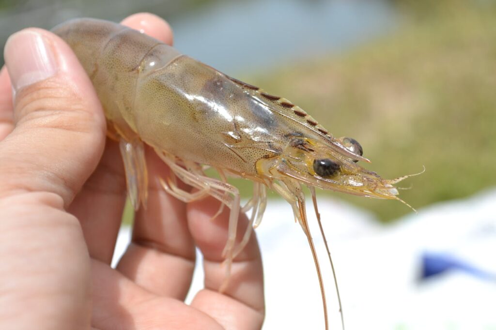 The pistol shrimp creates a shockwave 