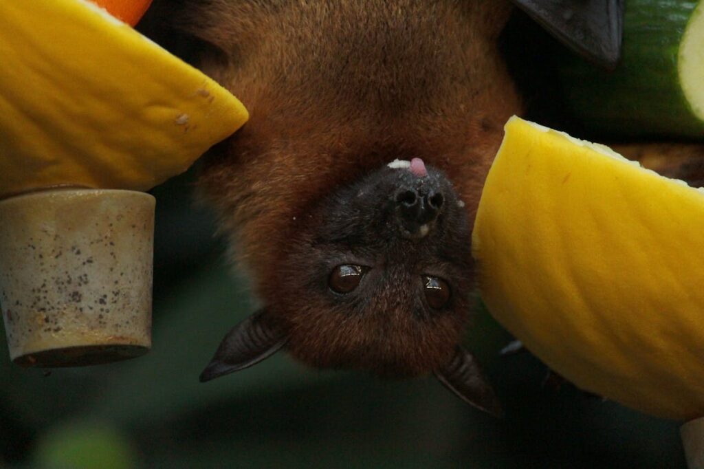 The vampire bat feeds on blood 