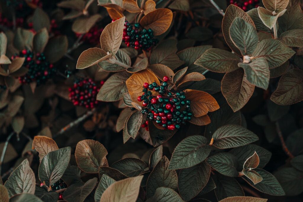 Uncultivated Berries