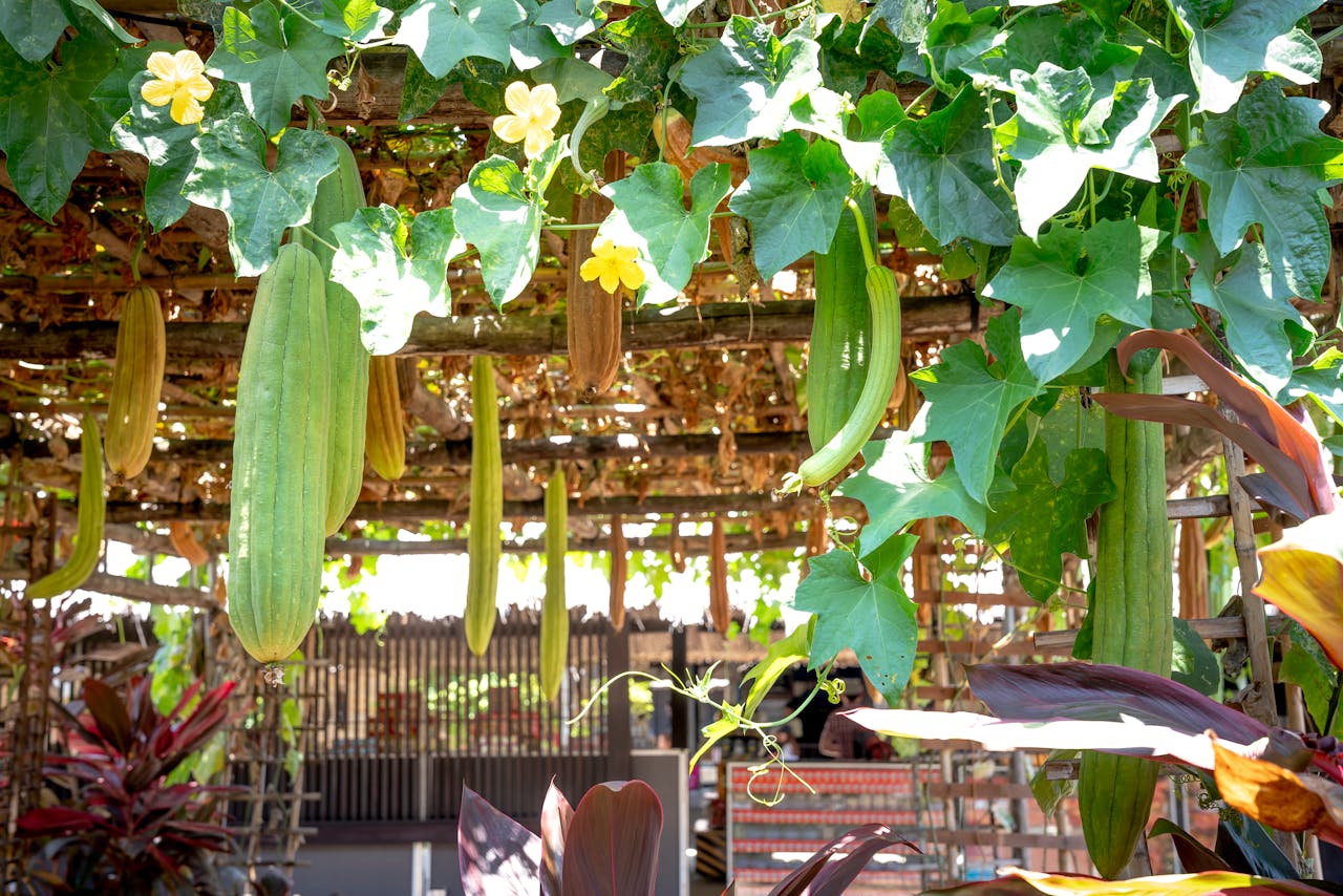 Vegetable and Herb Gardens