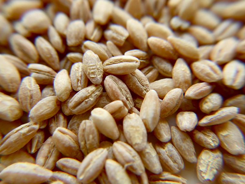 Barley